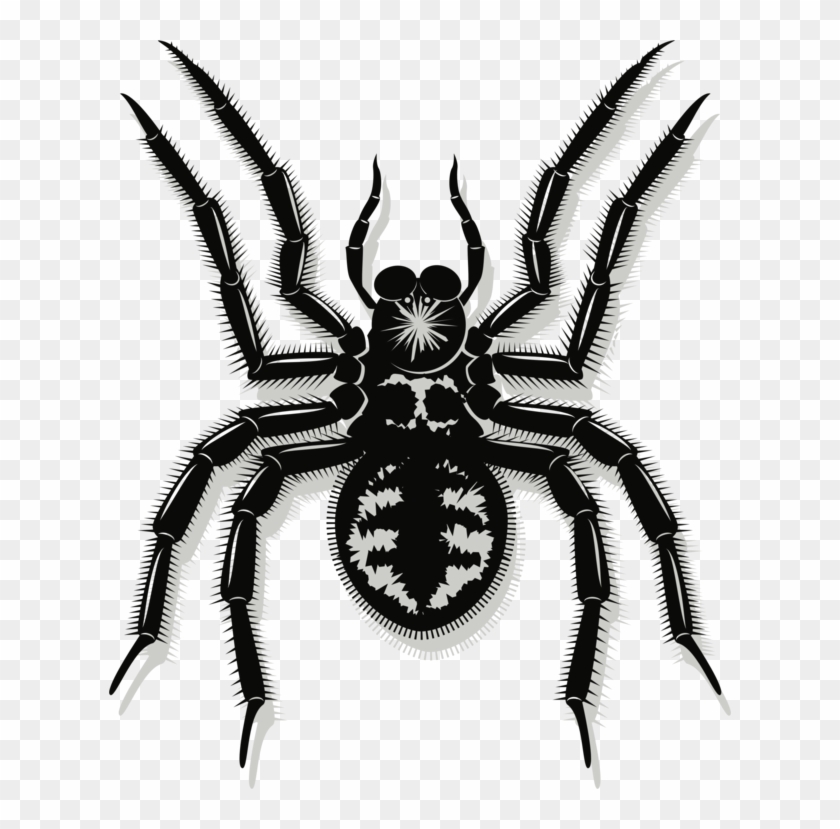 Spider Web Drawing Line Art Southern Black Widow - Vector Graphics Clipart