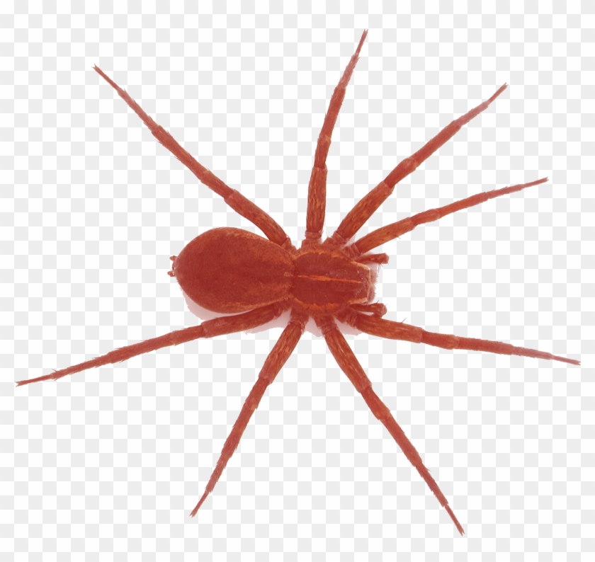 Spider , Png Download - Spider Identification Clipart