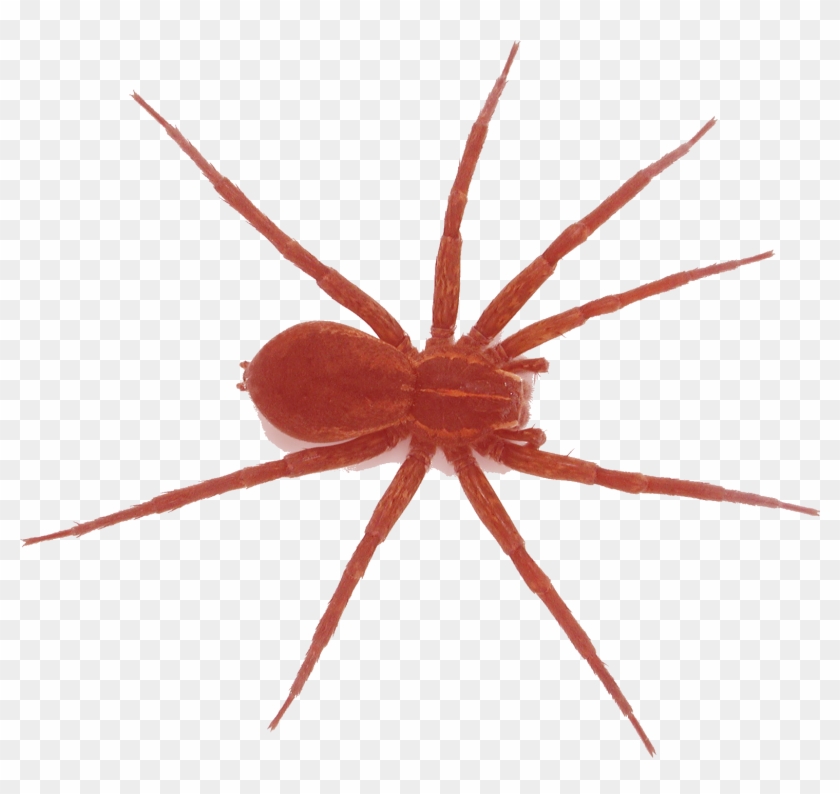 Spider , Png Download - Spider Identification Clipart #2741873