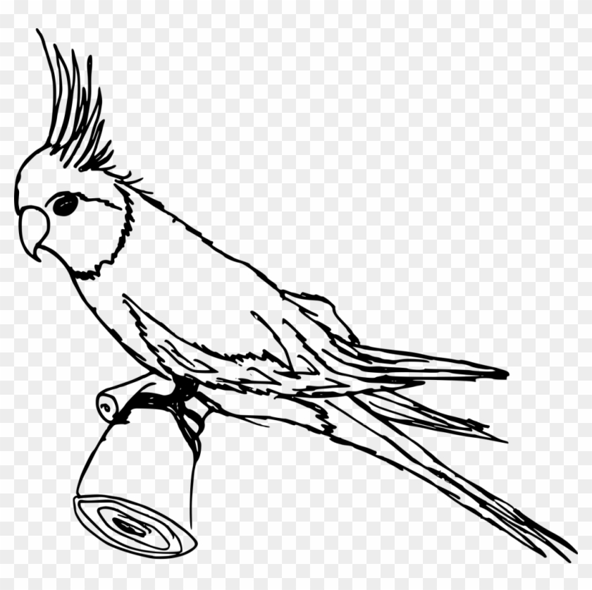 Parakeet Drawing Feather - Parrot With Crown Drawing Clipart #2742558