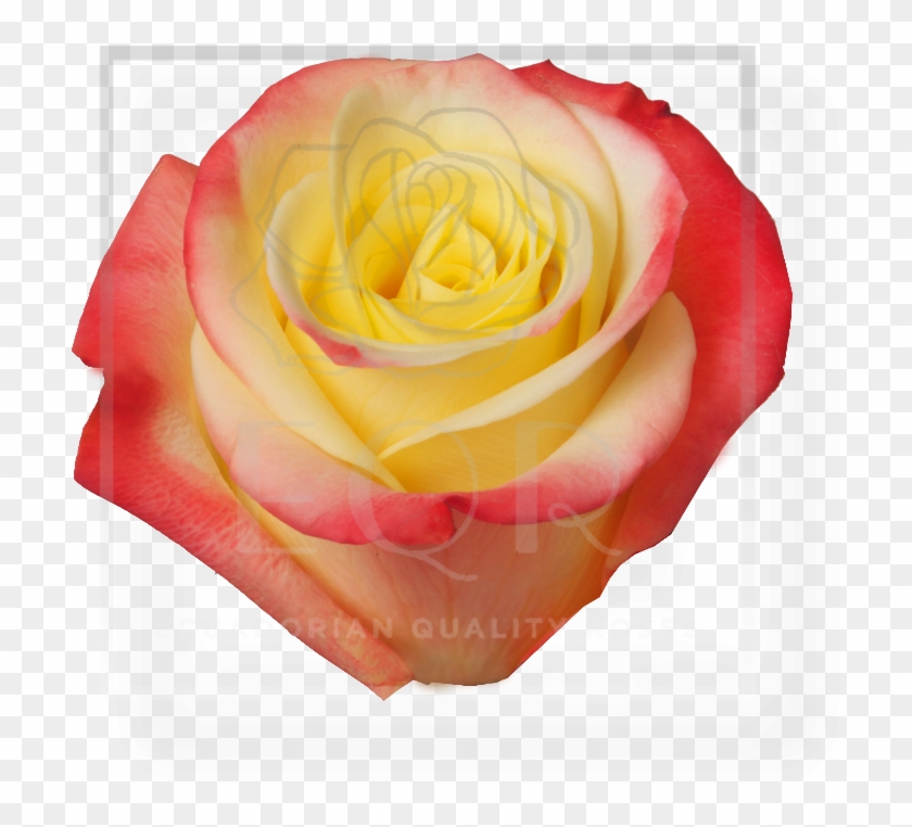 Previous - Garden Roses Clipart #2745514