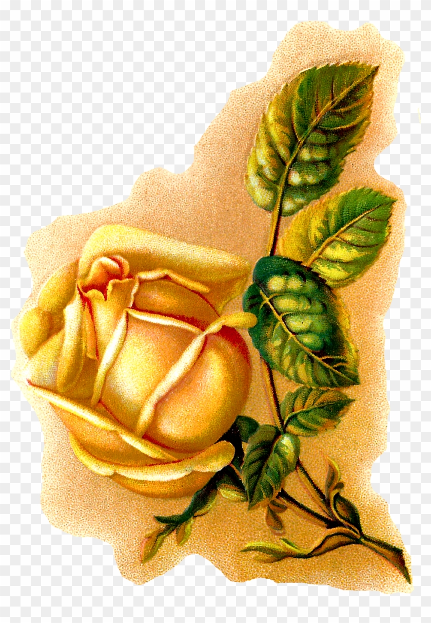 Yellow Rose Botanical Art - Floribunda Clipart