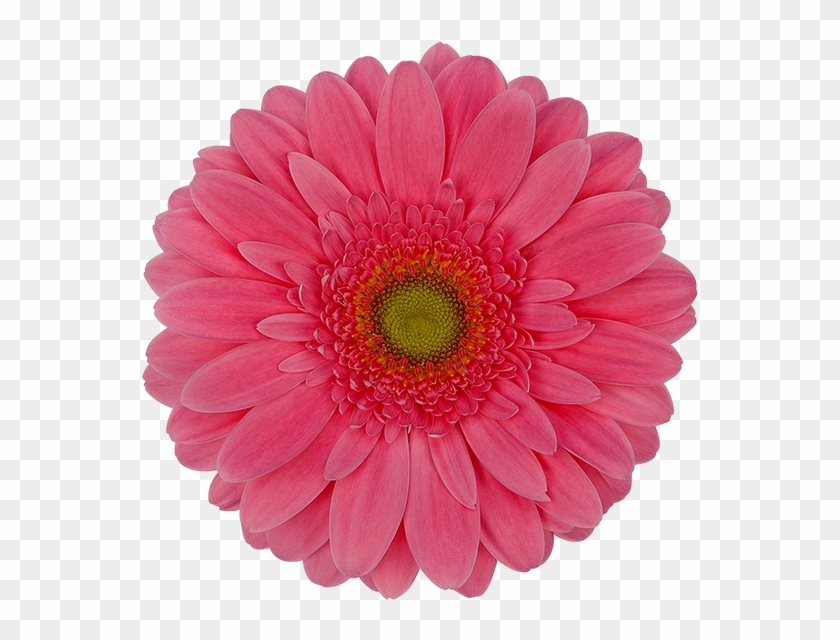 Candy Girl® - Barberton Daisy Clipart