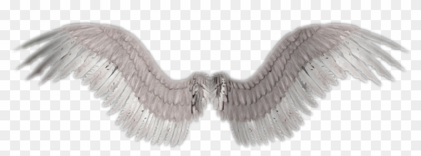 Clip Art Angel Wings Background - Angel Wings No Background - Png Download #2746180