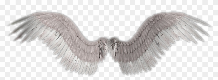 Clip Art Angel Wings Background - Angel Wings No Background - Png Download