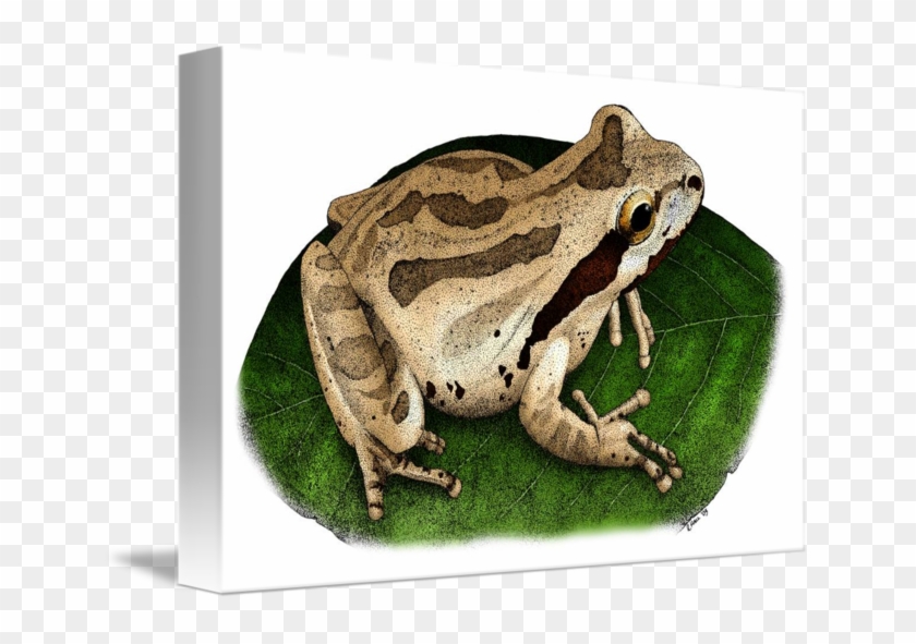 Amphibian Drawing Pacific Chorus Frog - Pacific Tree Frog Drawing Clipart