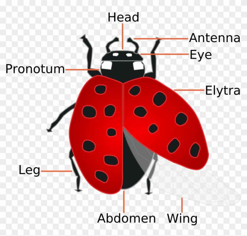Forensic Entomology Wikipedia - Parts Of A Minibeast Clipart #2750570