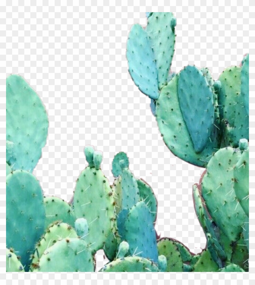 Aesthetic Cactus Wallpaper Iphone , Png Download - Aesthetic Cactus Clipart