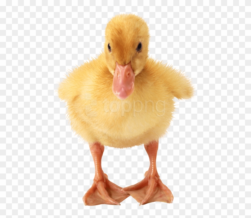 Free Png Download Baby Duck Png Images Background Png - Little Duck Png Clipart #2751277