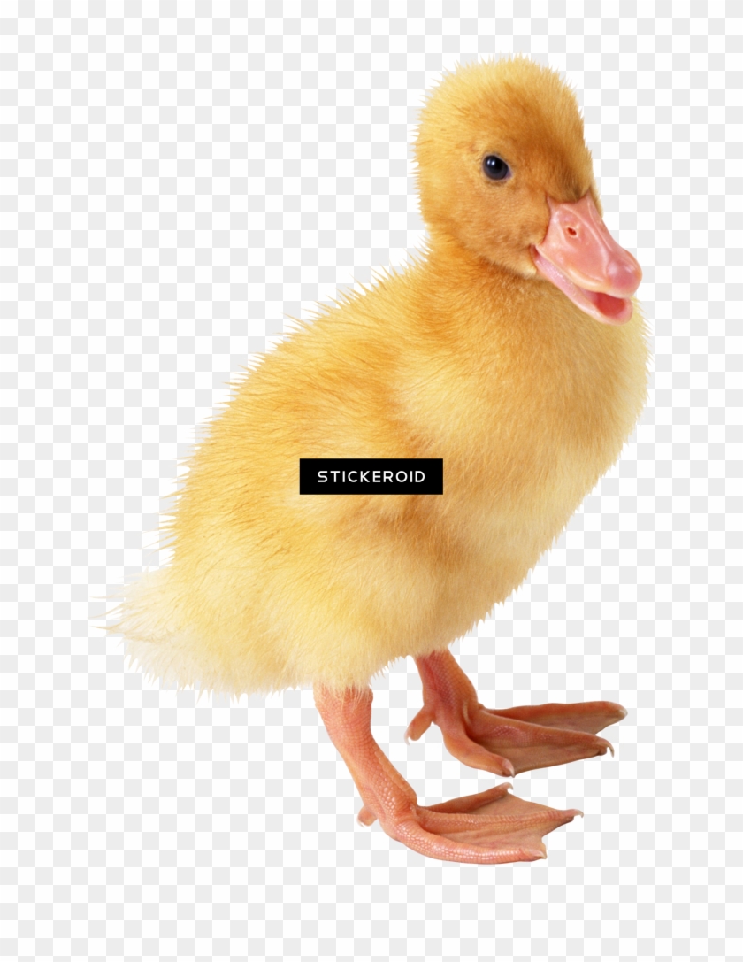 Transparent Background Yellow Duck , Png Download - Утенок Пнг Clipart #2751343
