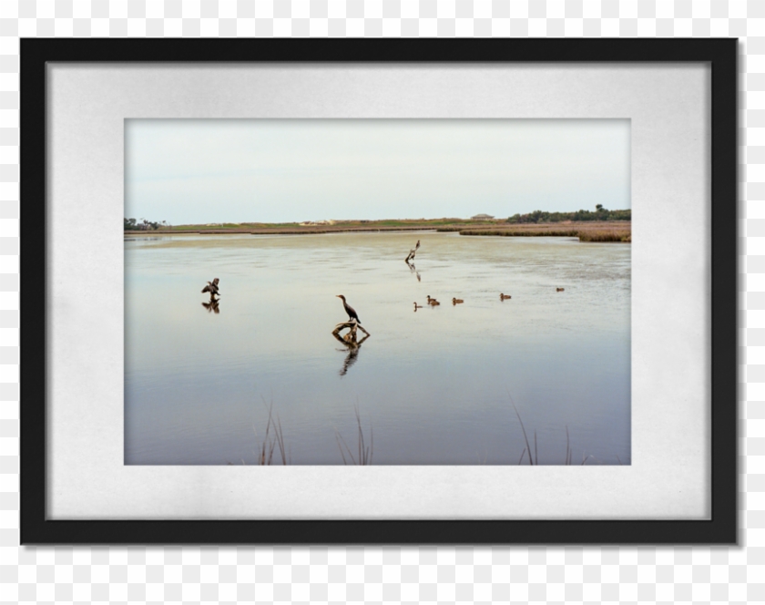 Ducks - Picture Frame Clipart