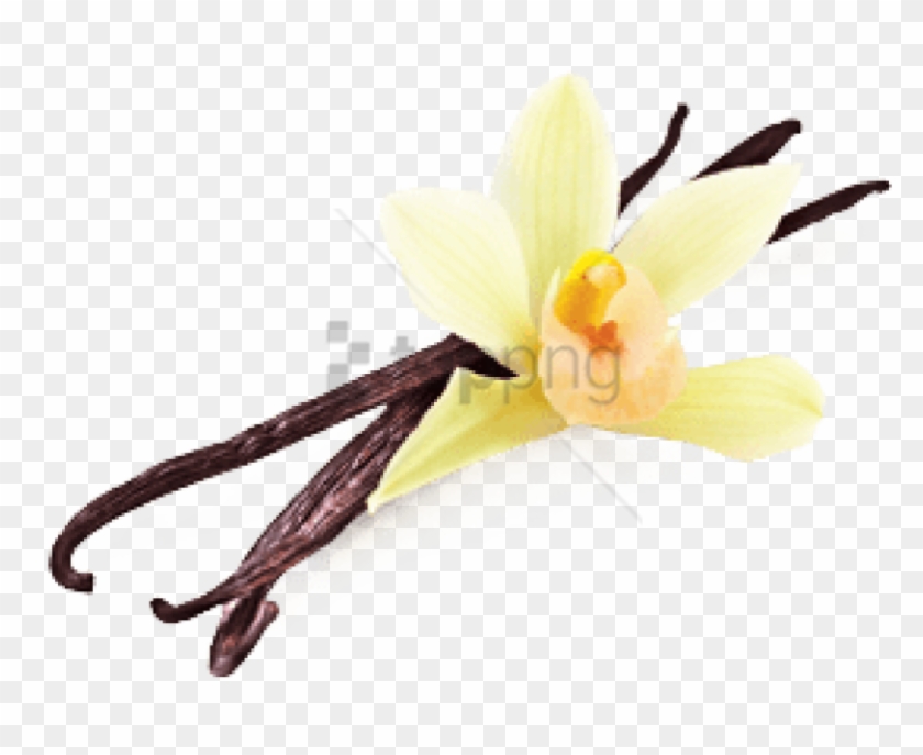 Free Png Vanilla Png Png Image With Transparent Background - Transparent Background Vanilla Bean Png Clipart #2751823