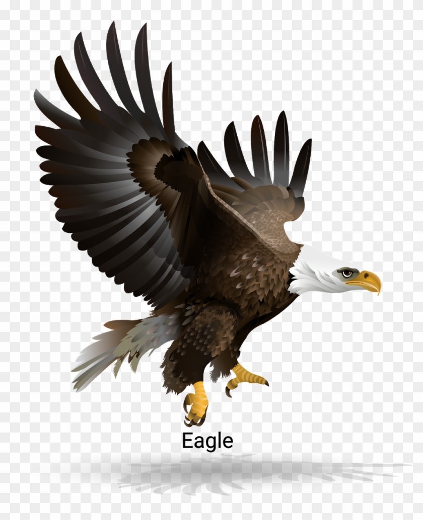 Posted By Eagle Vector Illustration At - Bald Eagle Clipart #2752336