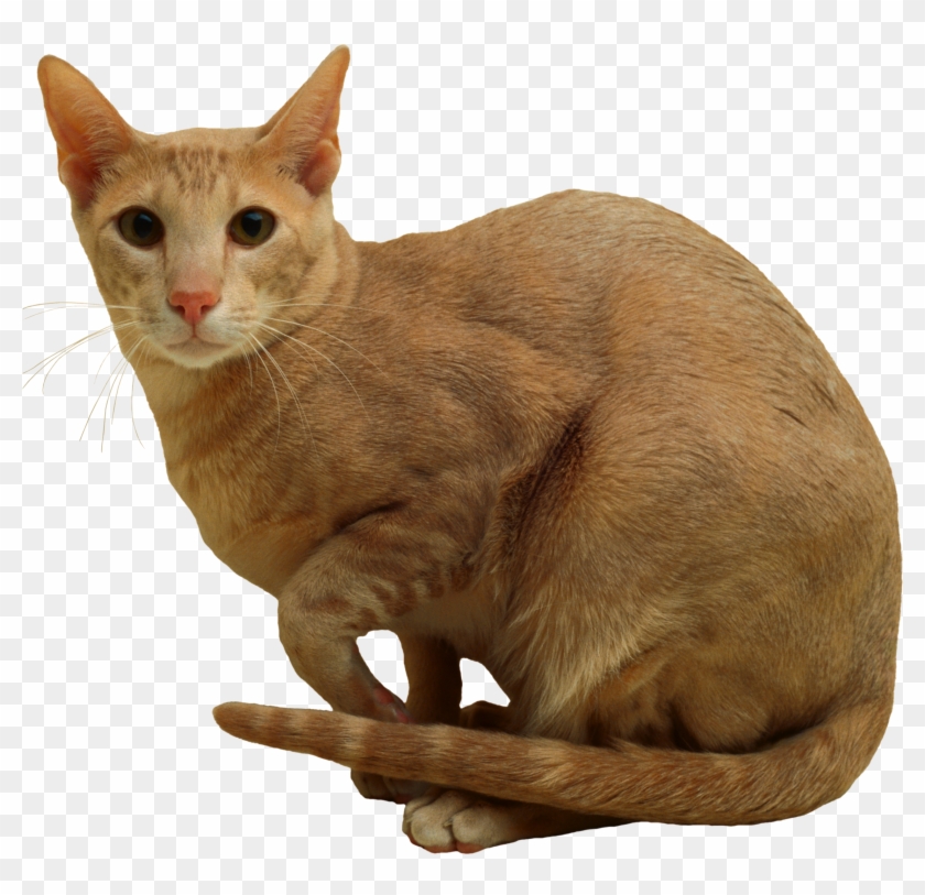 Cat Png - Domestic Short-haired Cat Clipart #2752815