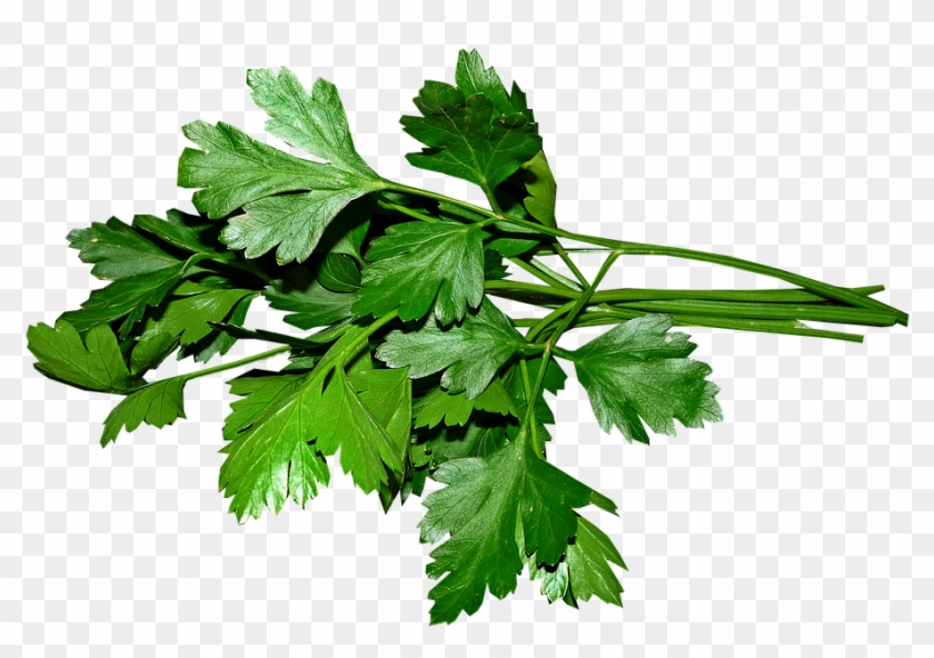 Parsley, Leaves, Cooking, Food, Herbs, Ingredient - Parsley Png Clipart #2753233