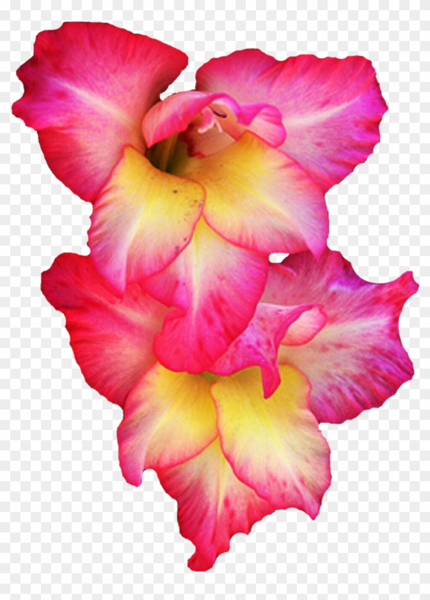 Desert Rose Png - Transparent Gladiolus Flowers Clipart #2753391