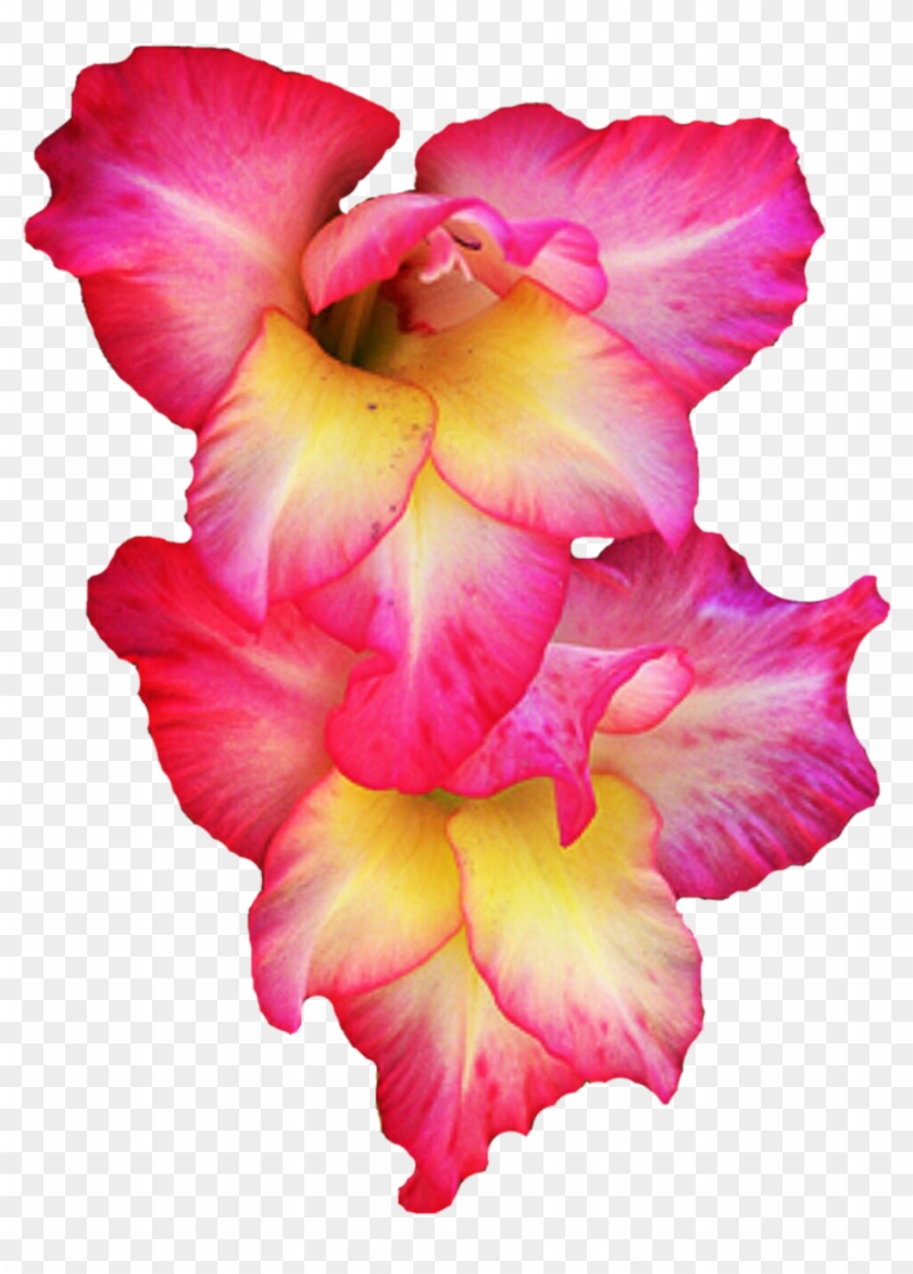 Desert Rose Png - Transparent Gladiolus Flowers Clipart