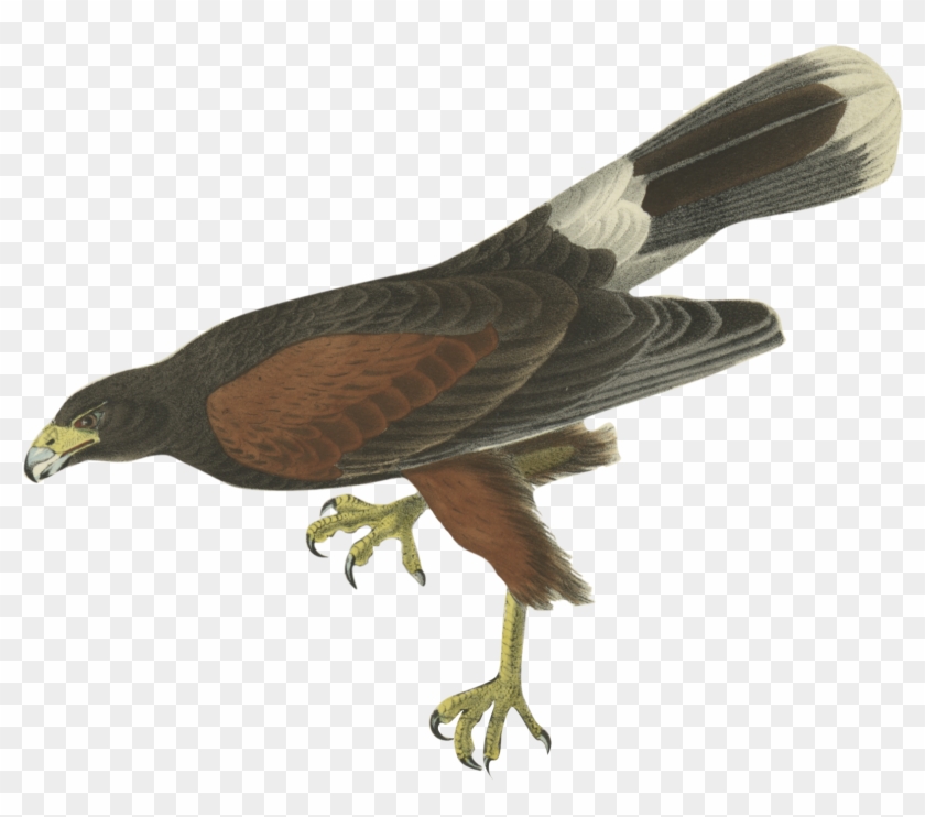 What I Learn From This Quiz Is - Hawk Drawing Clipart #2759384