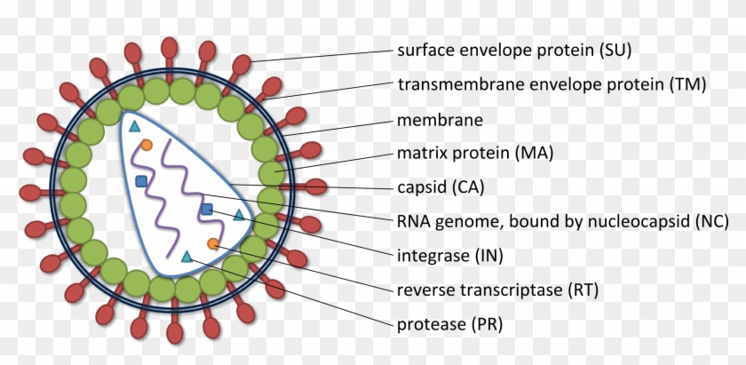Nucleic Acid Delivery Lentiviral - Coronavirus Png Clipart #2759755