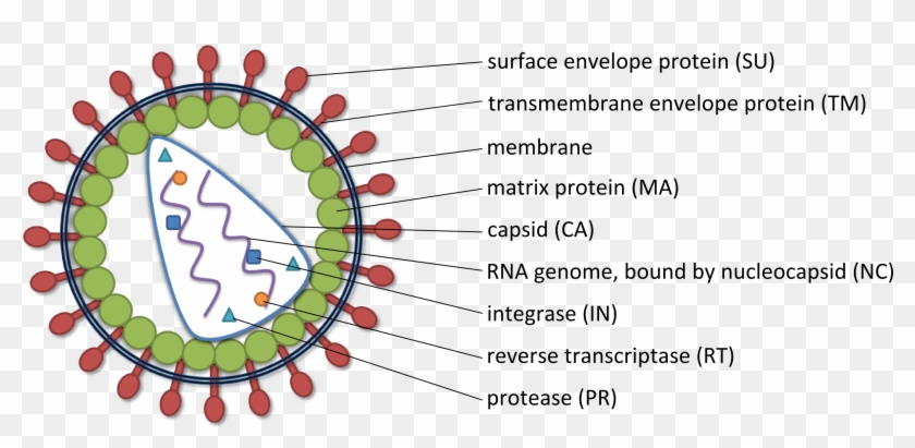 Nucleic Acid Delivery Lentiviral - Coronavirus Png Clipart #2759755