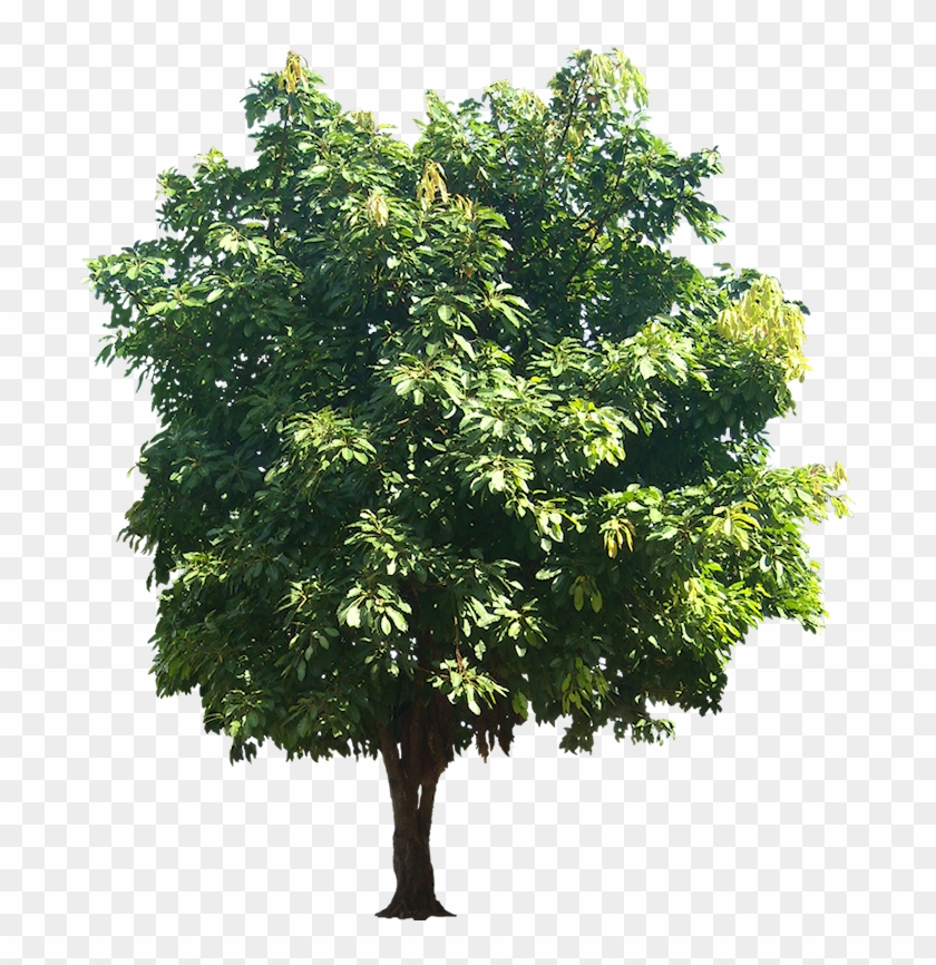 Source - - Mango Tree With White Background Clipart #2759808