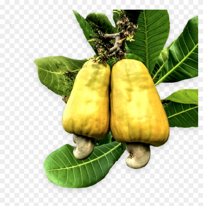 Cashew Nuts Png Clipart Image - Transparent Cashew Fruit Png