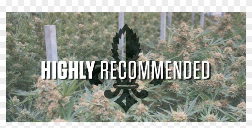 Roy Homepage-header - Plantation Clipart #2761705