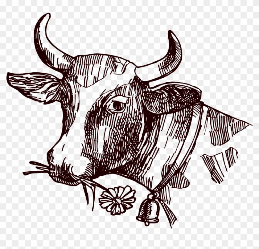 Image Freeuse Stock Texas Longhorn Milk Sketch Cow - Cattle Clipart