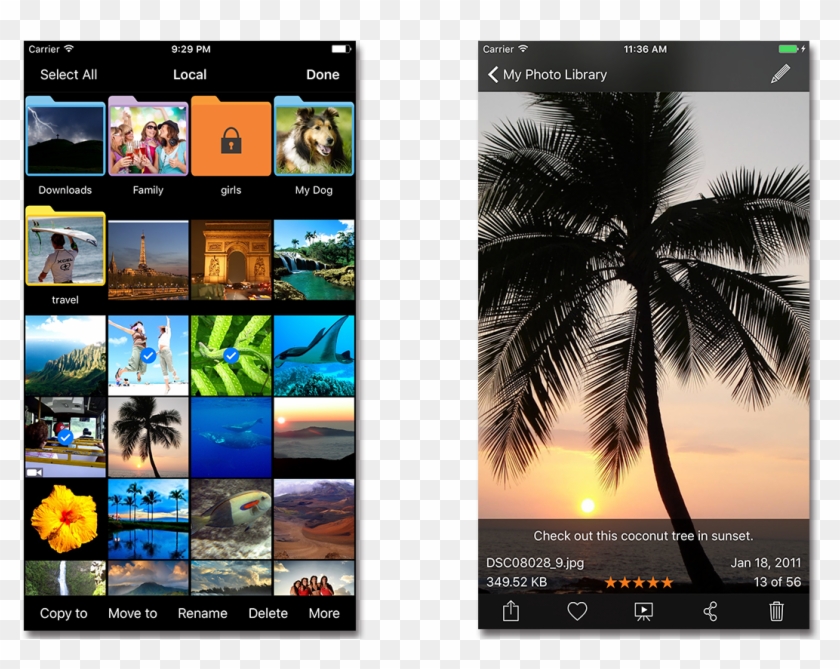 Copy/move Photos Into Folders And Sub Folders - Attalea Speciosa Clipart