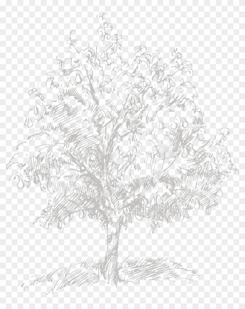 Pond Pine Clipart
