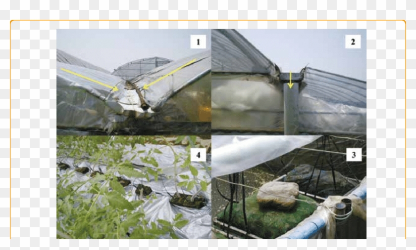Rwh Using Rooftop Of Green House For Catchment Area - Roof Clipart #2765983