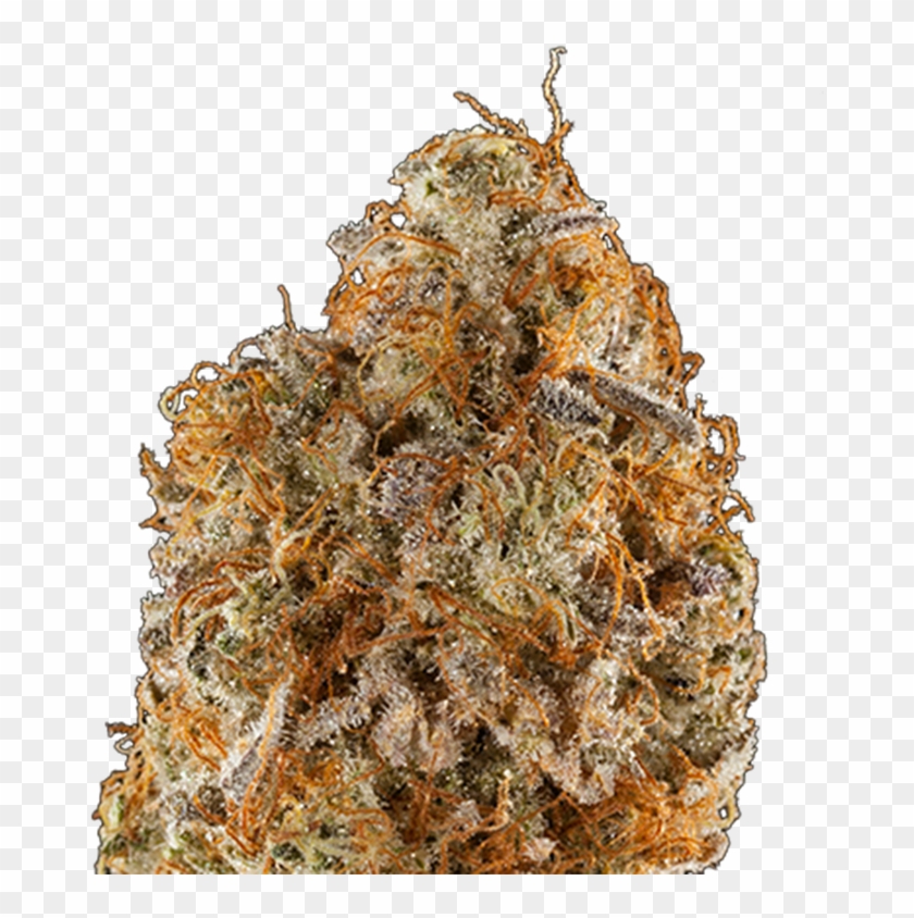 Purple Frost Genetics Stargate Review And Information - Thorns, Spines, And Prickles Clipart #2766997