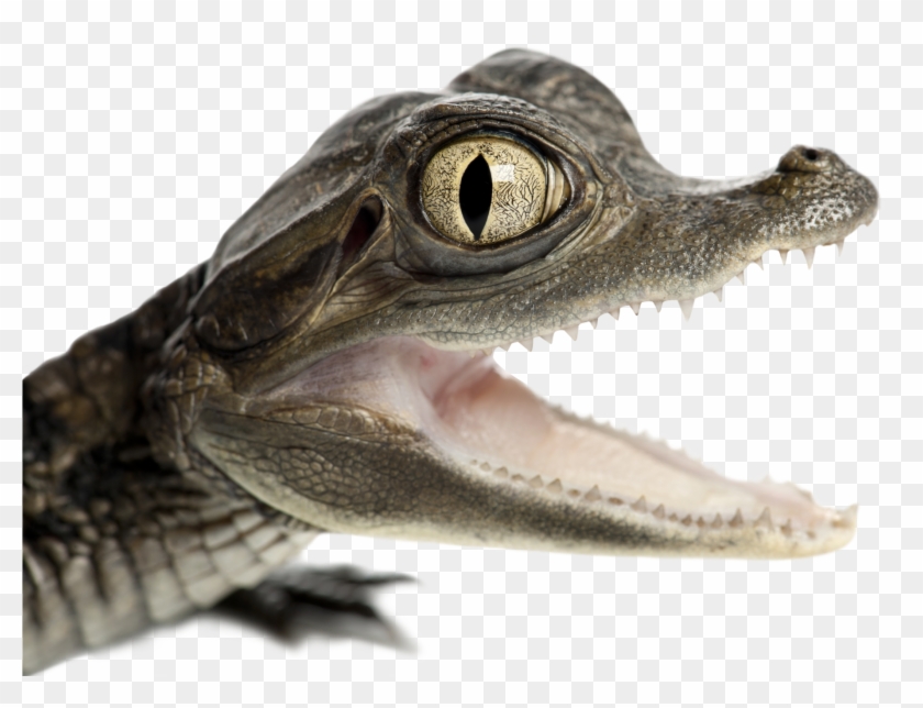 American Crocodile Clipart