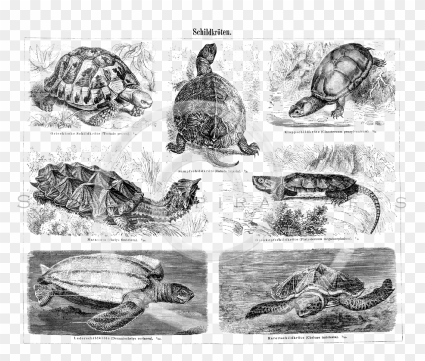 Silver Spiral Arts Clipart