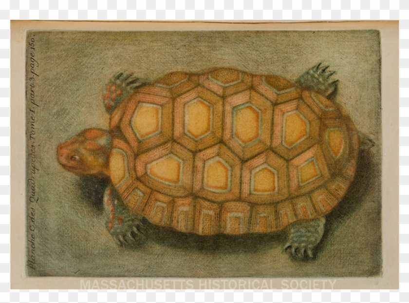 Ma Historicalsociety - Desert Tortoise Clipart