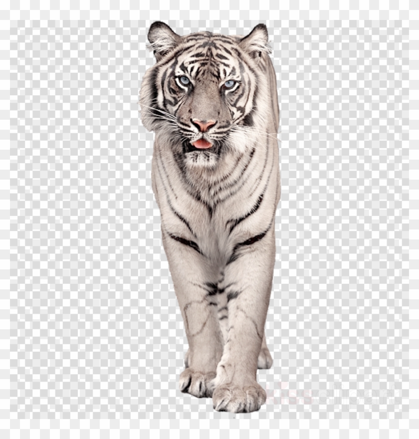 Download White Bengal Tiger Png Clipart Bengal Tiger - Sayori Doki Doki Literature Club Poster Transparent Png #2769170
