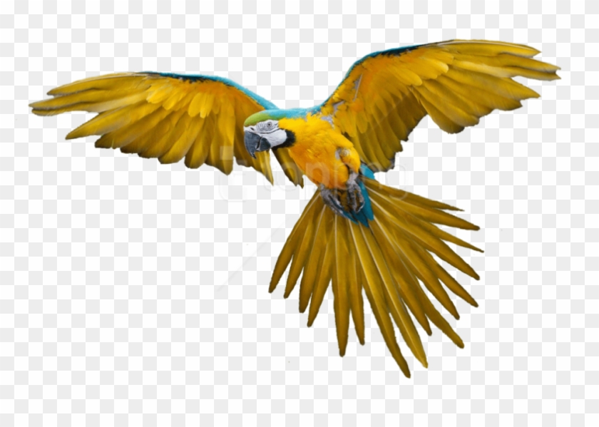 Free Png Download Birds Png Images Background Png Images - Yellow Parrot Flying Clipart #2770338