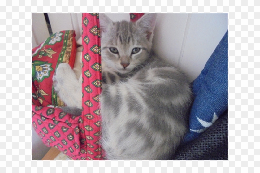 Photo Of Peter Pan - Squitten Clipart