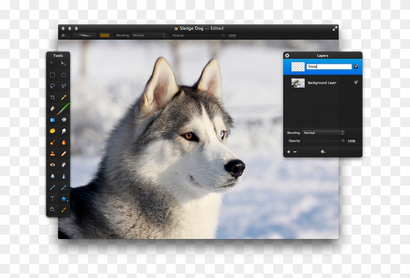 In The Layers Palette , Click The Add Button ( ) To - Dog With Pointy Ears Clipart