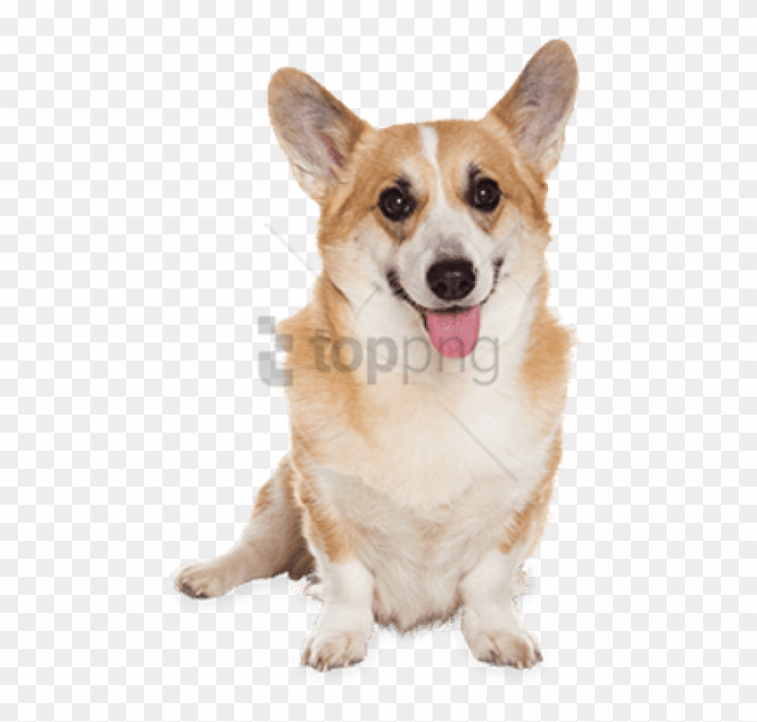 Free Png 44 Lb Dog Flea Tick Treatment Png Image With - Corgi Transparent Png Clipart