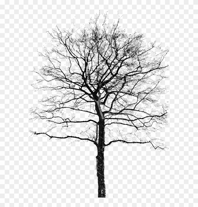 Bird & Tree Png - شجرة في الشتاء Clipart #2774821