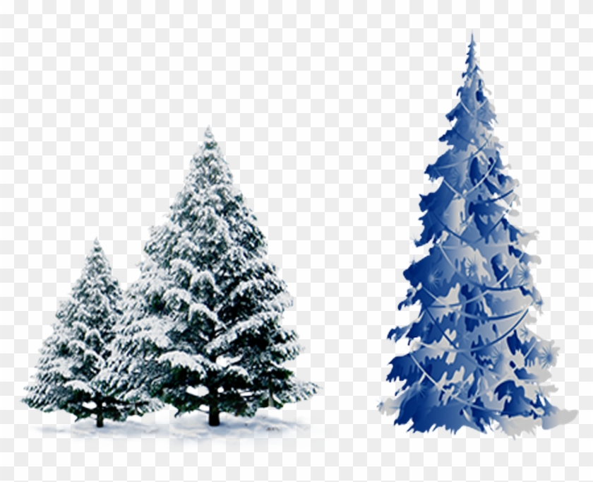 Snow Pine Png - Christmas Tree Blue Png Clipart #2774847