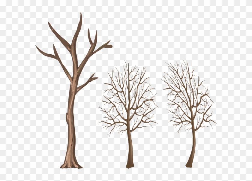 Winter Tree Trunk Png Clipart