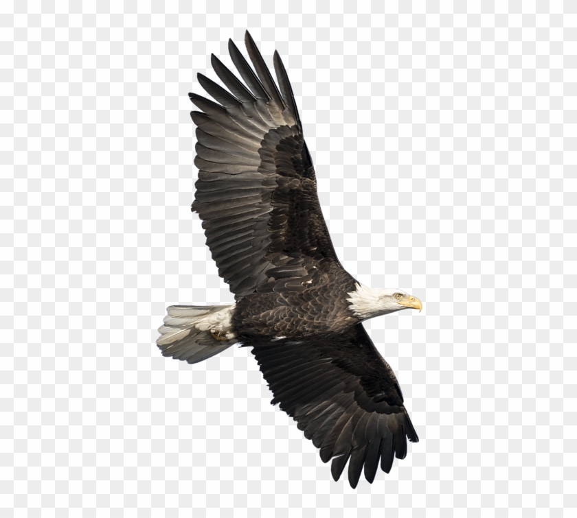Bleed Area May Not Be Visible - Bald Eagle Clipart