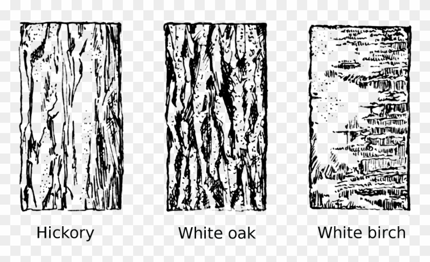 Tree Bark Clipart - Tree Bark Clip Art - Png Download