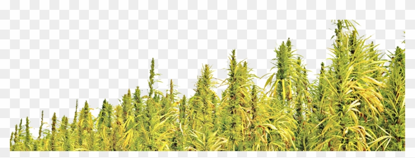 Hemp Info Page - Hemp Field Png Clipart #2776578