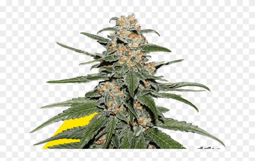 Caramellate Gea Seeds - Cbd Blueberry Clipart #2776987