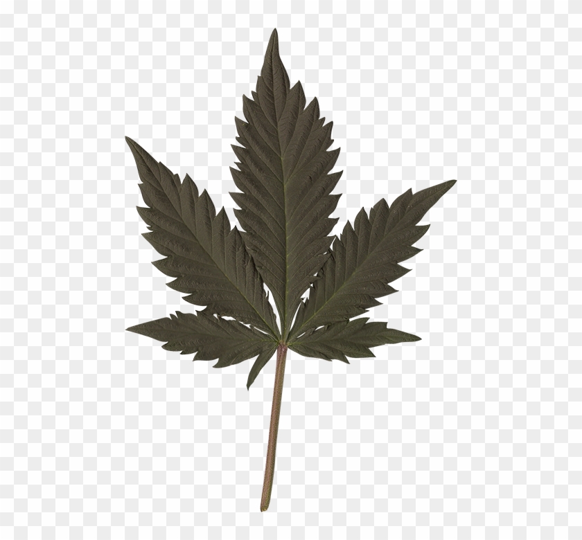 10 1699 Bud Leaf V2 Photo Zps5fae30cb - Alice Nine Channel 2009 Clipart