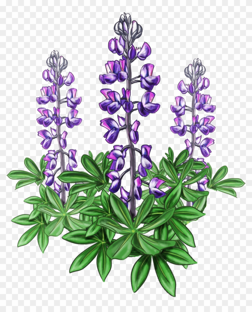 Lupine Bluebonnet Alaska Plant - Lupine Png Clipart #2776996