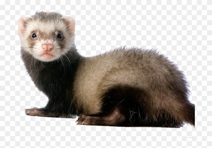 Happy Birthday Logan Memes Clipart